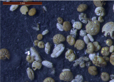 foraminifera from the sea floor sediment of Mobile Bay