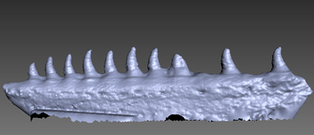 3d scan of a mosasaur