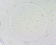 Antarctic marine diatom