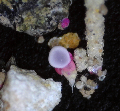 Antarctic foraminifera